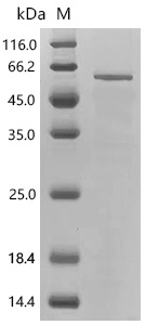 SDS-PAGE