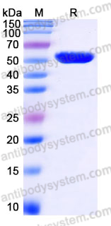 YHH36302, SDS-PAGE