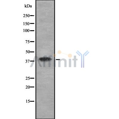Валидация Affinity DF8067 - 19901