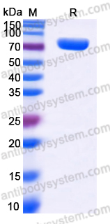 YHN07901, SDS-PAGE