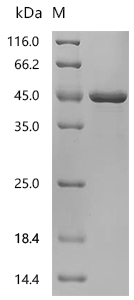 SDS-PAGE