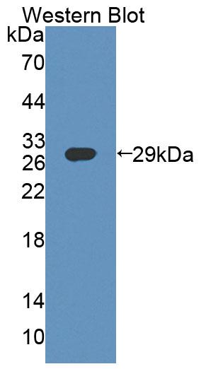 59499