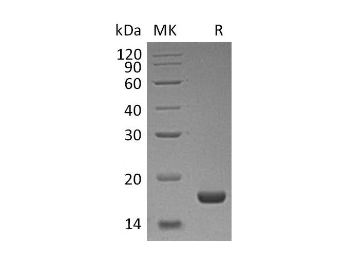 Валидация Elabscience PKSH032899(3302)