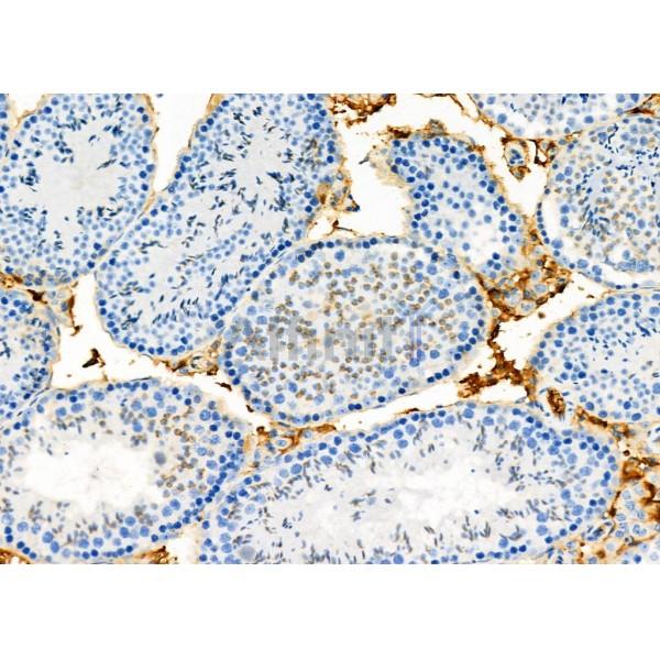 Валидация Affinity DF12492 - 7065