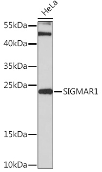Валидация Elabscience E-AB-90969