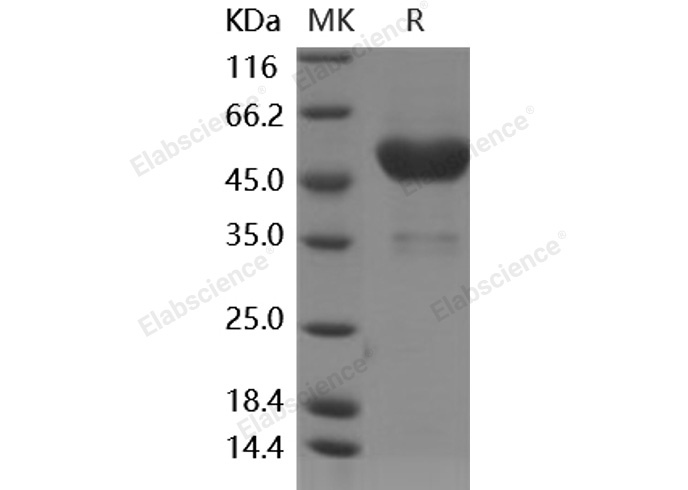 Валидация Elabscience PKSH030518(1429)