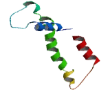 Chemokine Like Factor Superfamily 8 (CKLFSF8) Chemokine Like Factor Superfamily 8 (CKLFSF8)