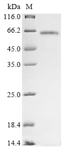 SDS-PAGE