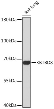 Валидация Elabscience E-AB-92076