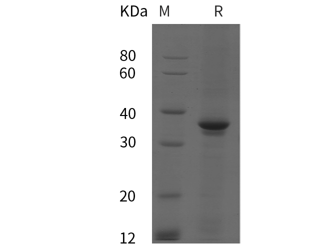 Валидация Elabscience PDEH100847(283)