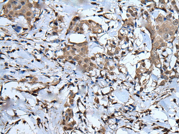 Валидация Elabscience E-AB-19594