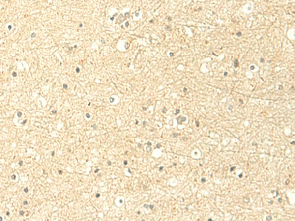 Валидация Elabscience E-AB-18937