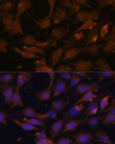 Валидация Elabscience E-AB-65846