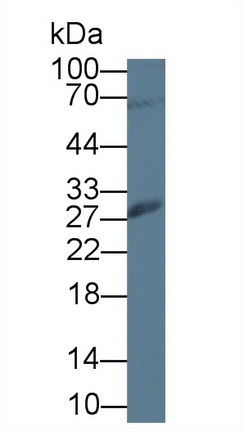 12731