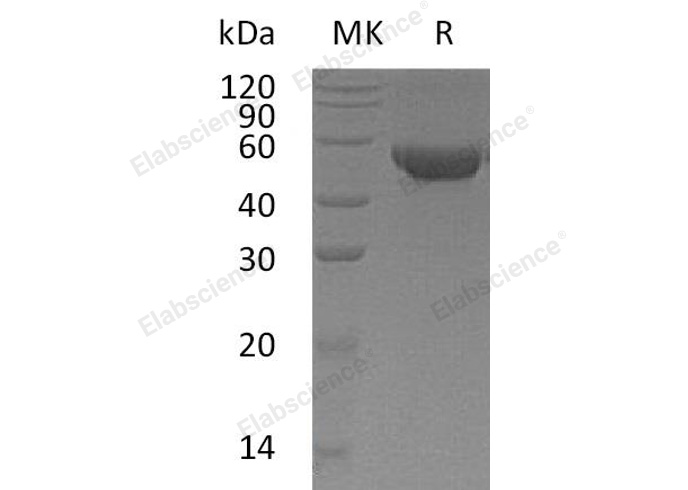 Валидация Elabscience PKSH032737(3164)