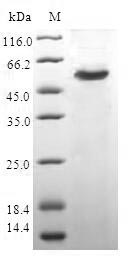 SDS-PAGE