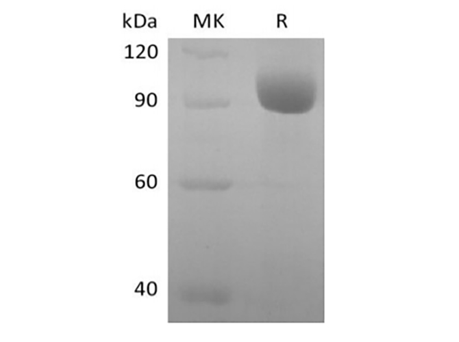 Валидация Elabscience PKSH034013(4244)