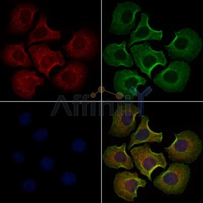 Валидация Affinity AF7883 - 4625