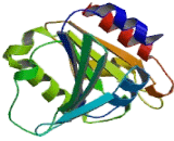 ADP Ribosylation Factor 4 (ARF4)
