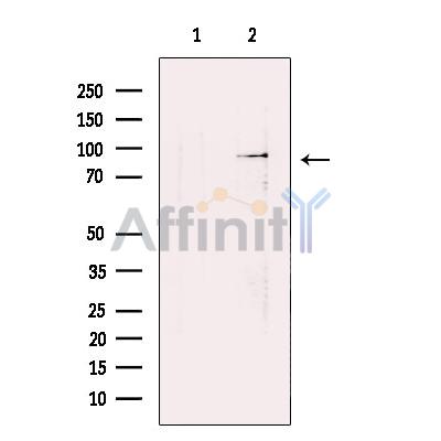 Валидация Affinity DF13451 - 8786