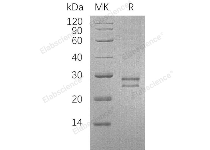 Валидация Elabscience PKSH032331(2822)