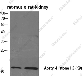 Вестерн-блоттинг, Acetyl-Histone H3 (Lys9), ткань мышцы и почки крысы