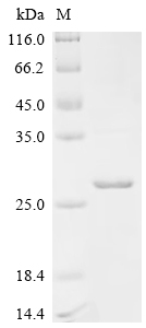 SDS-PAGE