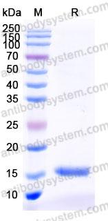 AMD59401, SDS-PAGE