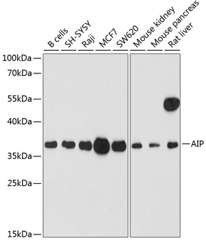 Валидация Elabscience E-AB-64239
