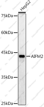 Вестерн-блоттинг, AIFM2, клетки HepG2
