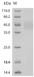 SDS-PAGE