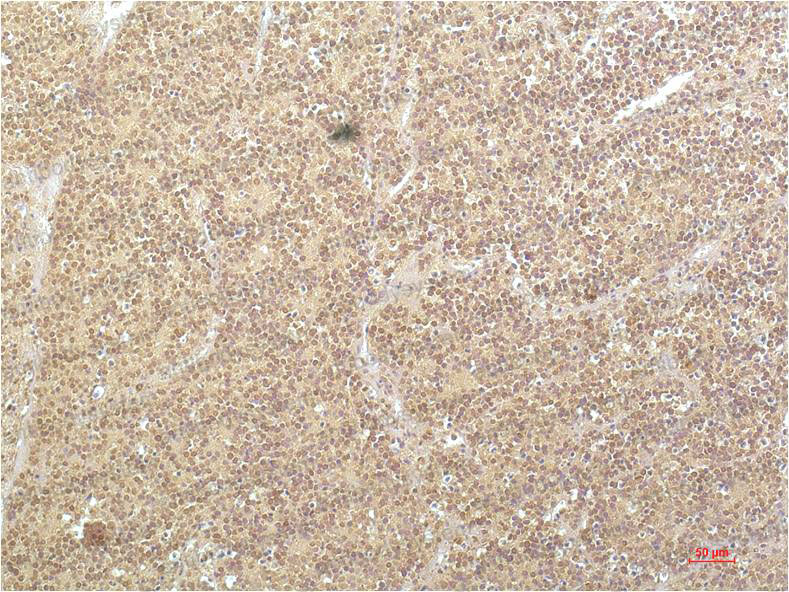 Валидация AntibodySystem RHA02604