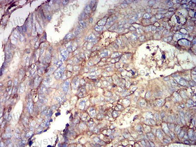 Валидация AntibodySystem RHD14803