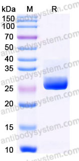 EHC12701, SDS-PAGE