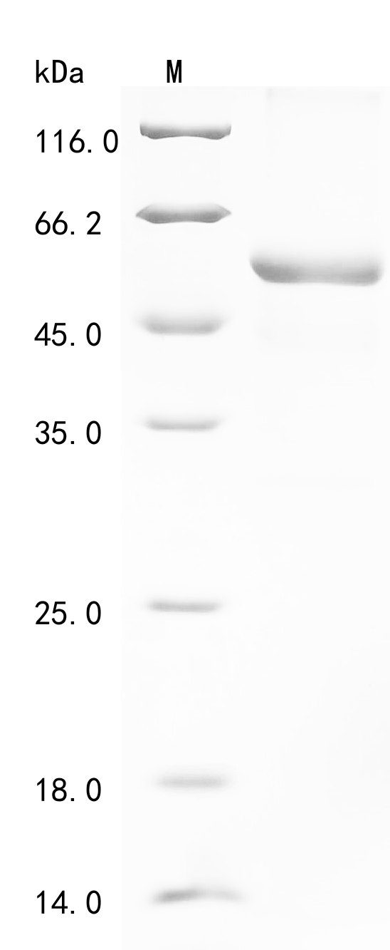 SDS-PAGE