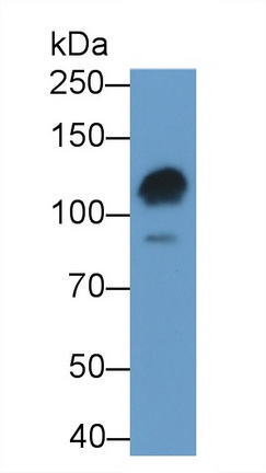 20614