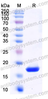 AMF36801, SDS-PAGE