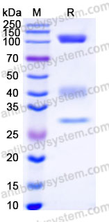 AHA46003, SDS-PAGE