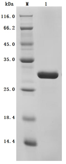 SDS-PAGE
