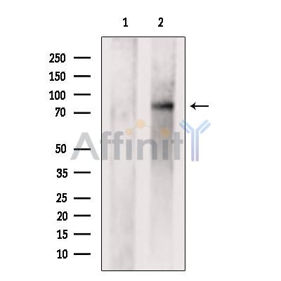 Валидация Affinity AF6372 - 3668