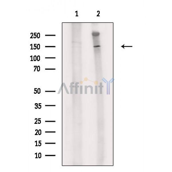 Валидация Affinity DF6905 - 18500