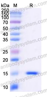 YHE89302, SDS-PAGE