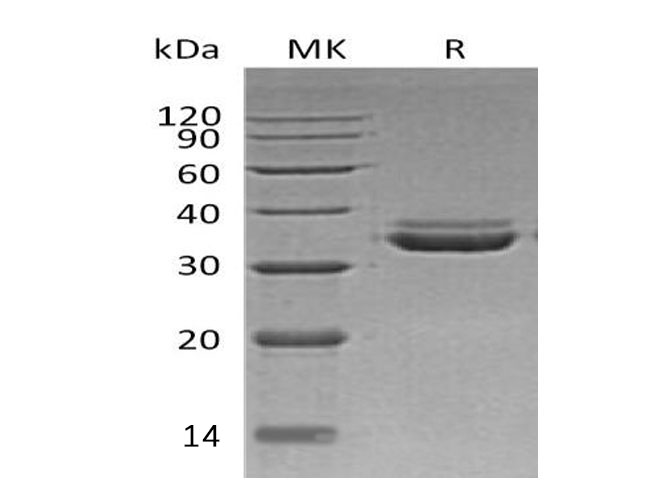 Валидация Elabscience PKSH033213(3559)