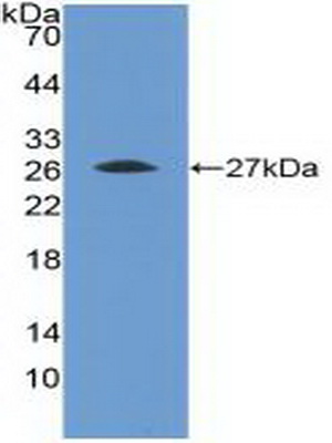 40607