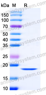 AHC38202, SDS-PAGE
