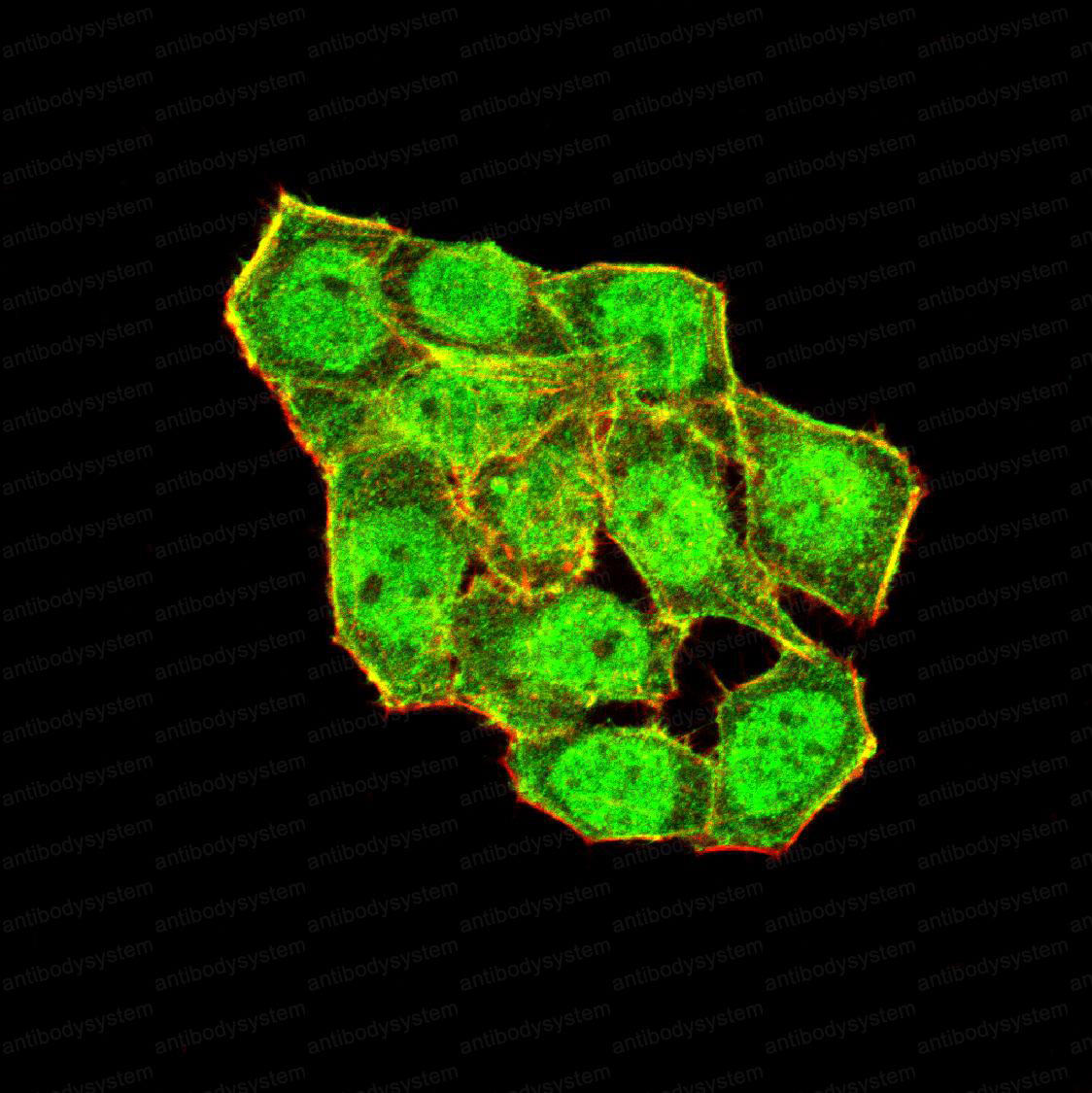 Валидация IF - AntibodySystem RHG11903