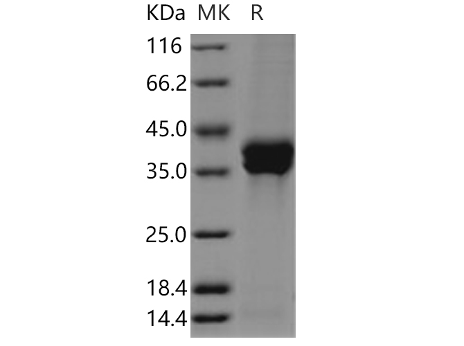 Валидация Elabscience PKSH030583(1483)