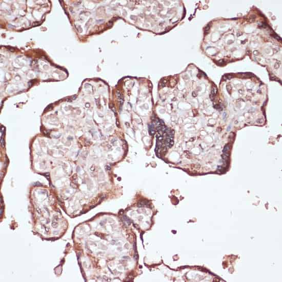 Валидация Elabscience E-AB-67039