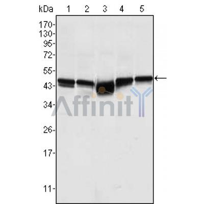 Валидация Affinity BF0695 - 5368