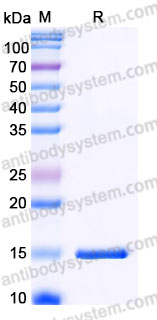 AMC06702, SDS-PAGE
